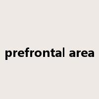 prefrontal area是什么意思