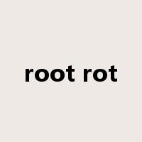 root rot是什么意思