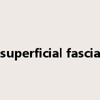 superficial fascia是什么意思