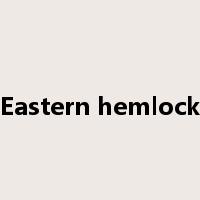 Eastern hemlock是什么意思