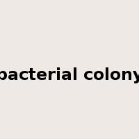 bacterial colony是什么意思