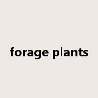 forage plants是什么意思