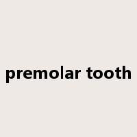 premolar tooth是什么意思