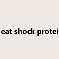 heat shock protein是什么意思