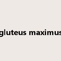 gluteus maximus是什么意思