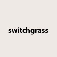 switchgrass是什么意思