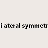 bilateral symmetry是什么意思