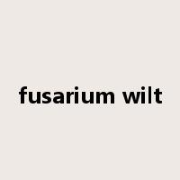 fusarium wilt是什么意思