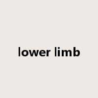 lower limb是什么意思
