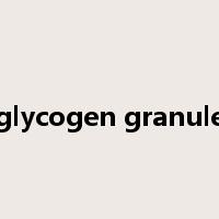 glycogen granule是什么意思