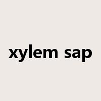 xylem sap是什么意思