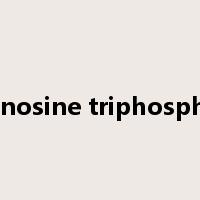 adenosine triphosphate是什么意思
