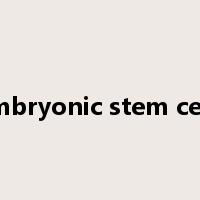 embryonic stem cells是什么意思