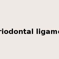 periodontal ligament是什么意思
