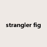 strangler fig是什么意思