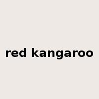 red kangaroo是什么意思