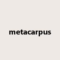metacarpus是什么意思