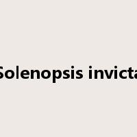 Solenopsis invicta是什么意思
