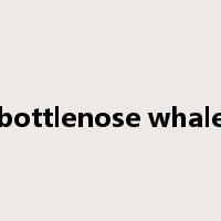 bottlenose whale是什么意思