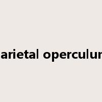 Parietal operculum是什么意思