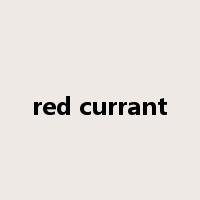 red currant是什么意思