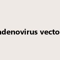 adenovirus vector是什么意思
