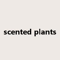 scented plants是什么意思
