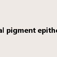 retinal pigment epithelium是什么意思