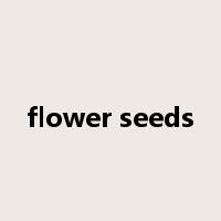flower seeds是什么意思