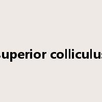 superior colliculus是什么意思