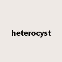 heterocyst是什么意思