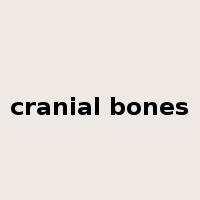 cranial bones是什么意思