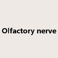 Olfactory nerve是什么意思