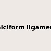 falciform ligament是什么意思