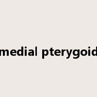 medial pterygoid是什么意思