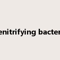denitrifying bacteria是什么意思