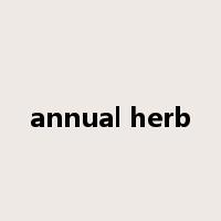 annual herb是什么意思