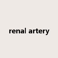 renal artery是什么意思