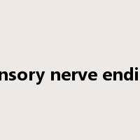 sensory nerve ending是什么意思