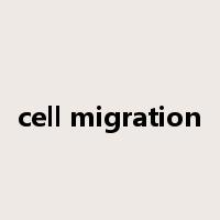cell migration是什么意思