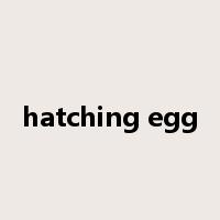 hatching egg是什么意思