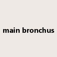 main bronchus是什么意思