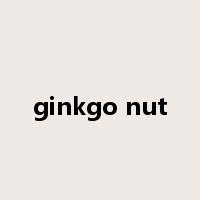 ginkgo nut是什么意思