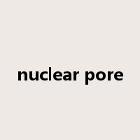nuclear pore是什么意思