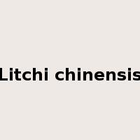 Litchi chinensis是什么意思