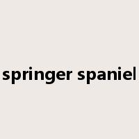springer spaniel是什么意思