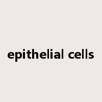 epithelial cells是什么意思