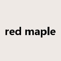 red maple是什么意思