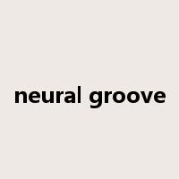 neural groove是什么意思