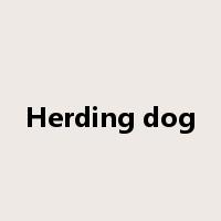 Herding dog是什么意思